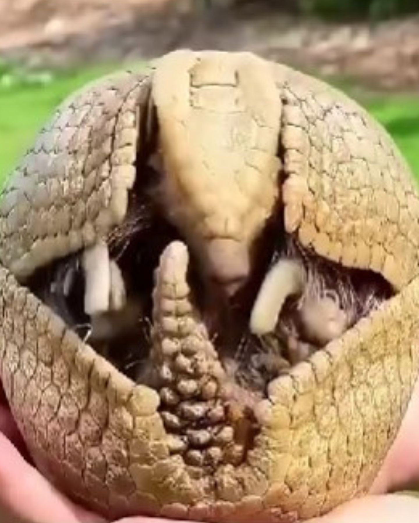 an armadillo