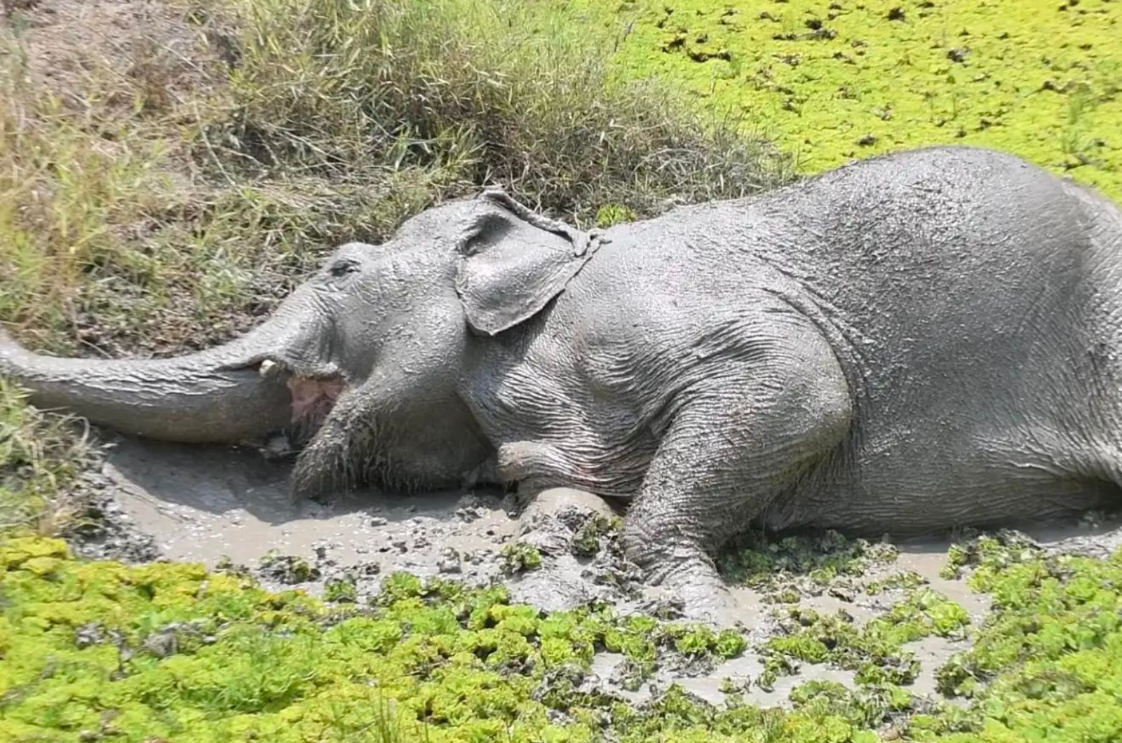 an elephant in mud