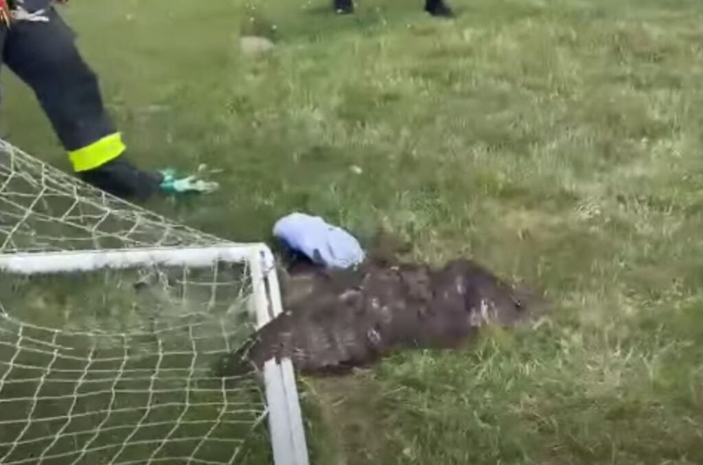 an injured owl lies on a green surface