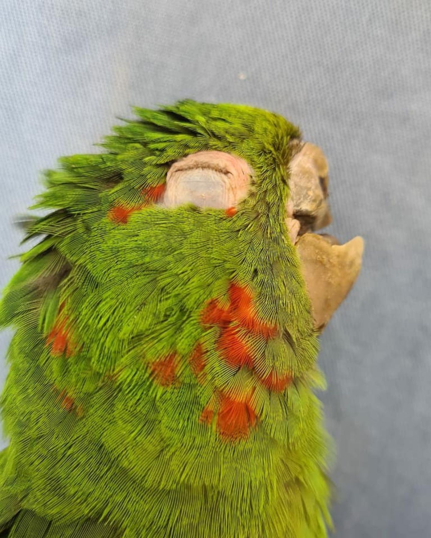 an injured parrot