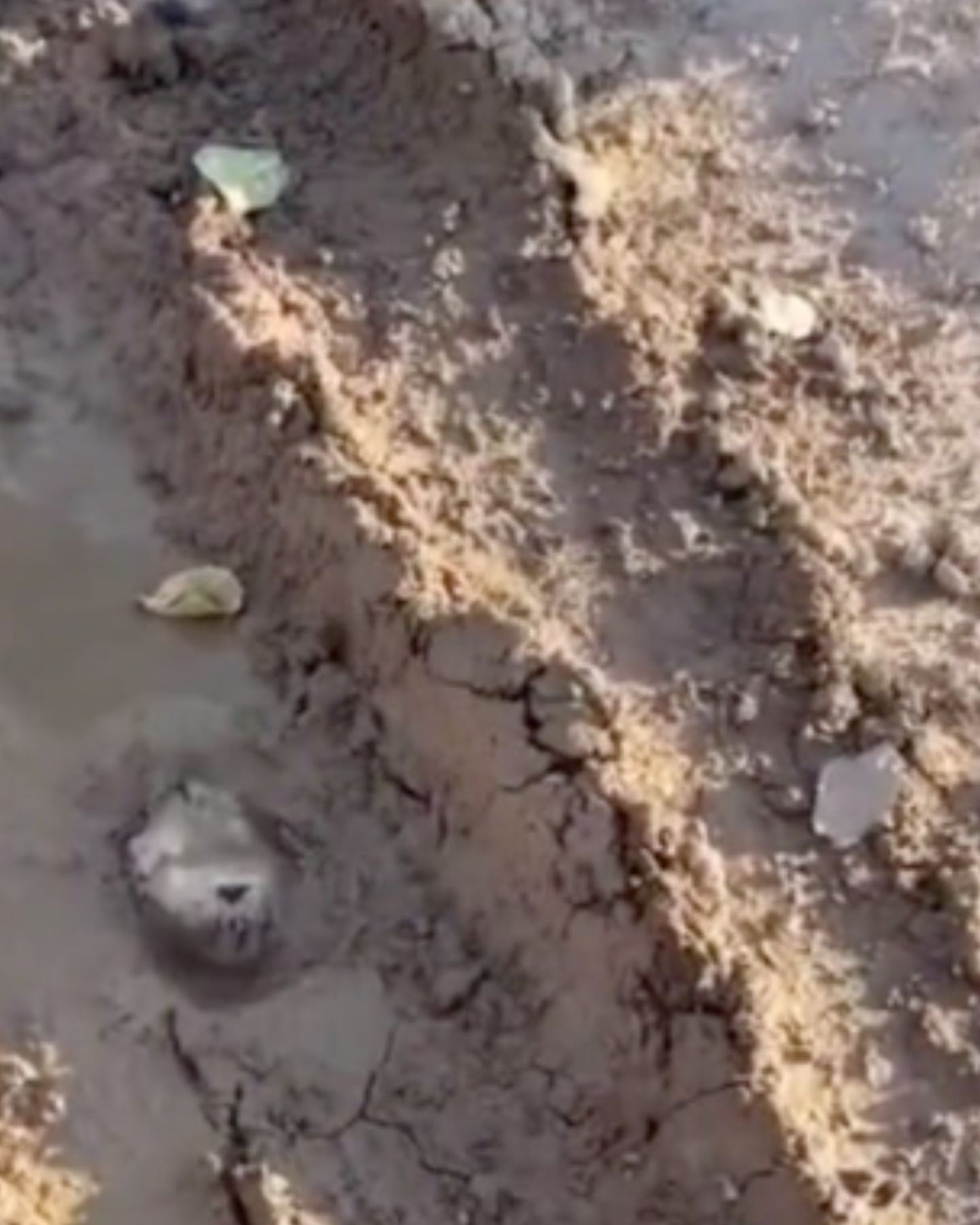 animal stuck in mud