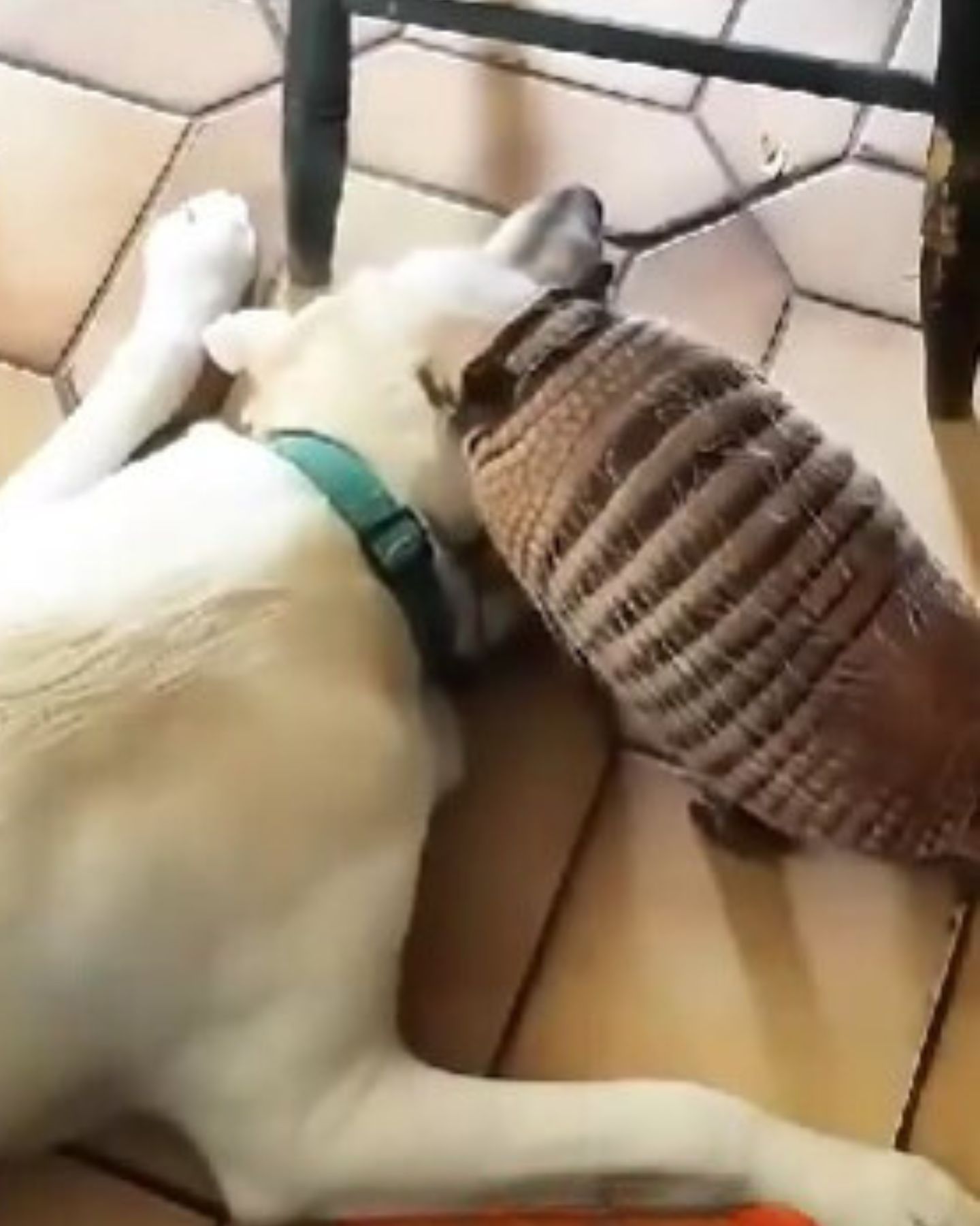 armadillo and dog