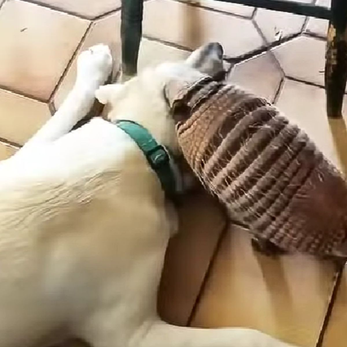 armadillo and white dog