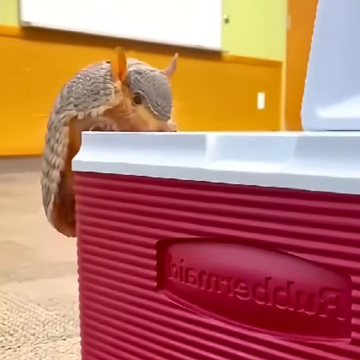 armadillo climbing a cooler