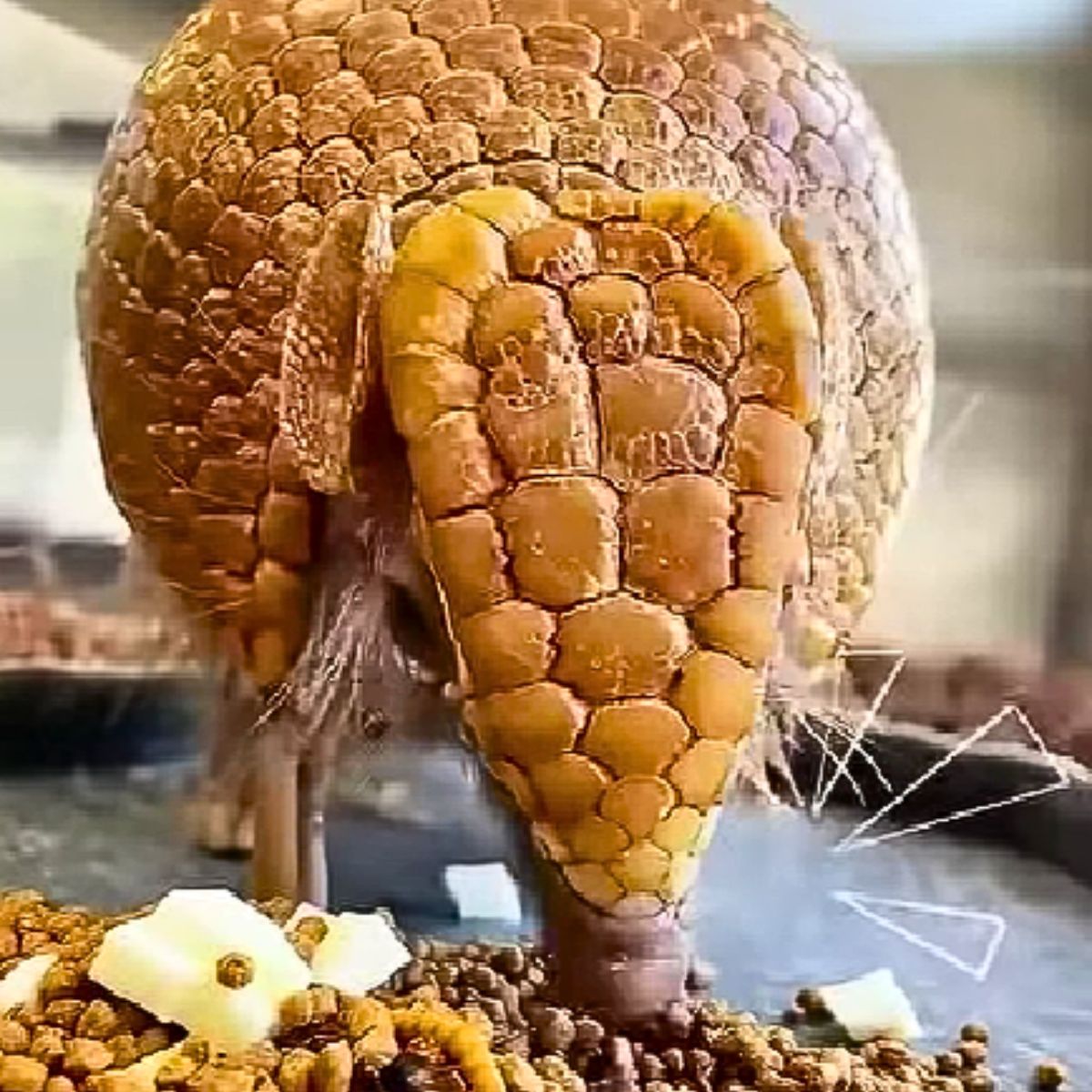 armadillo eats food