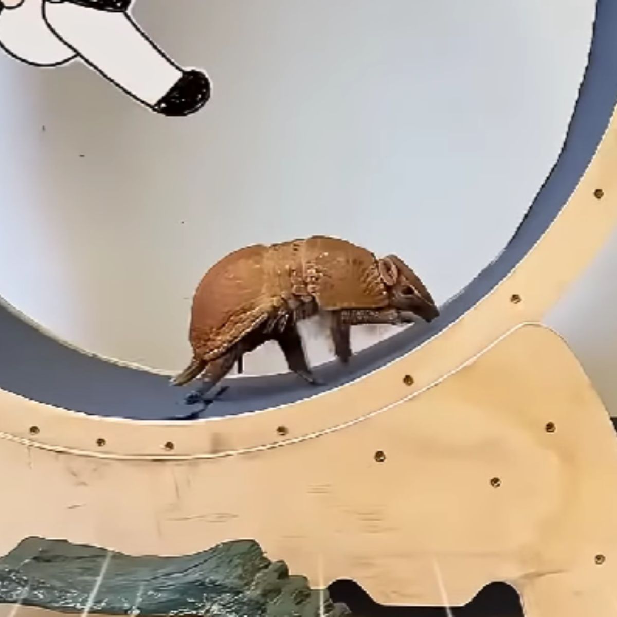 armadillo on running wheel