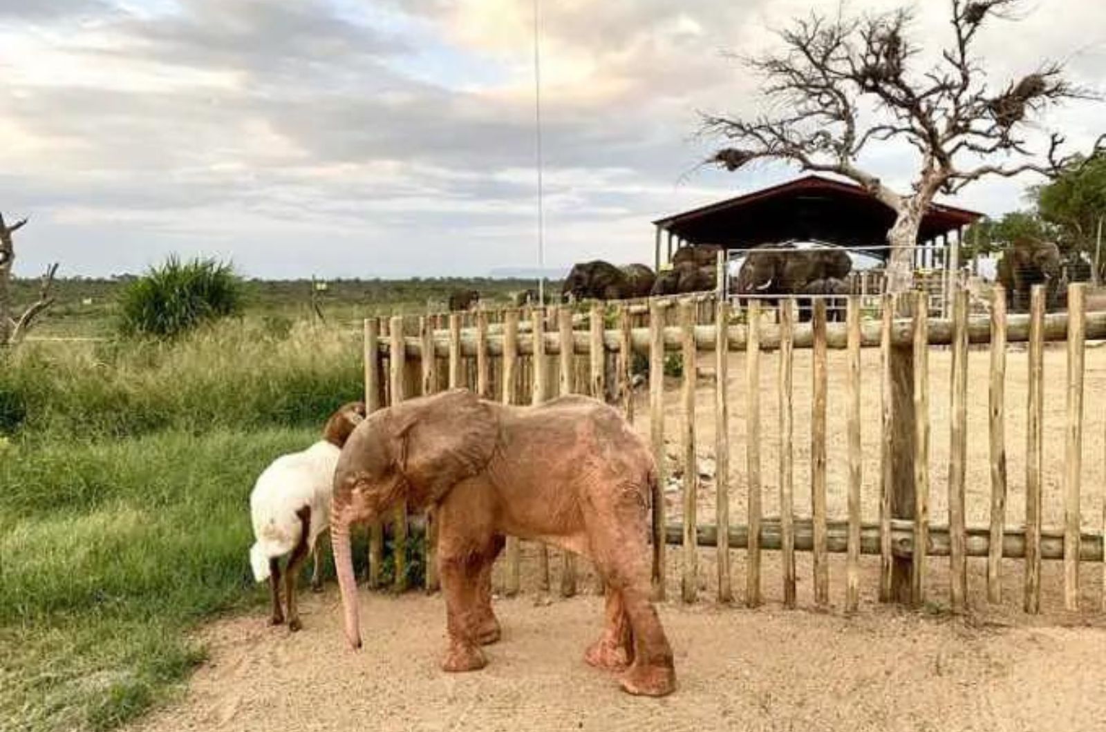 baby elephant in wild