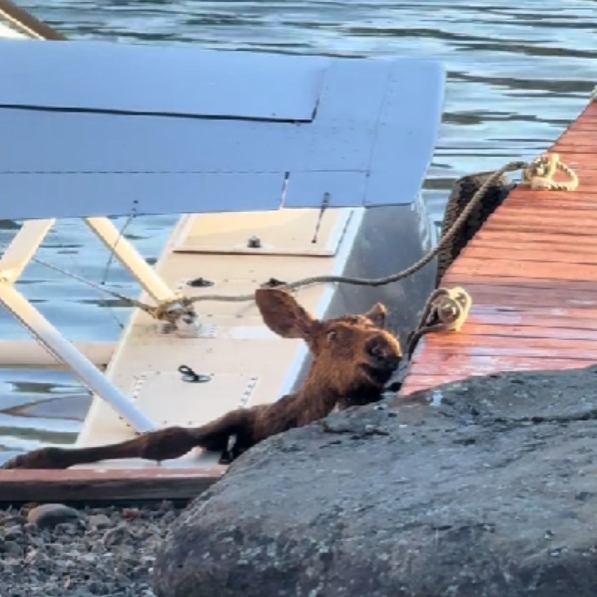 baby moose stuck between a boat and dock