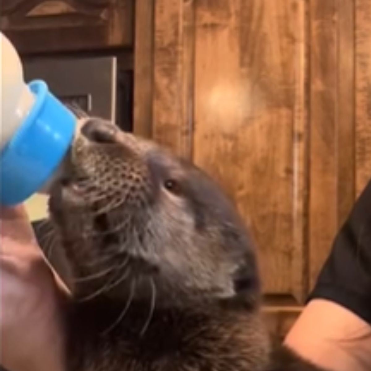 baby otter eating