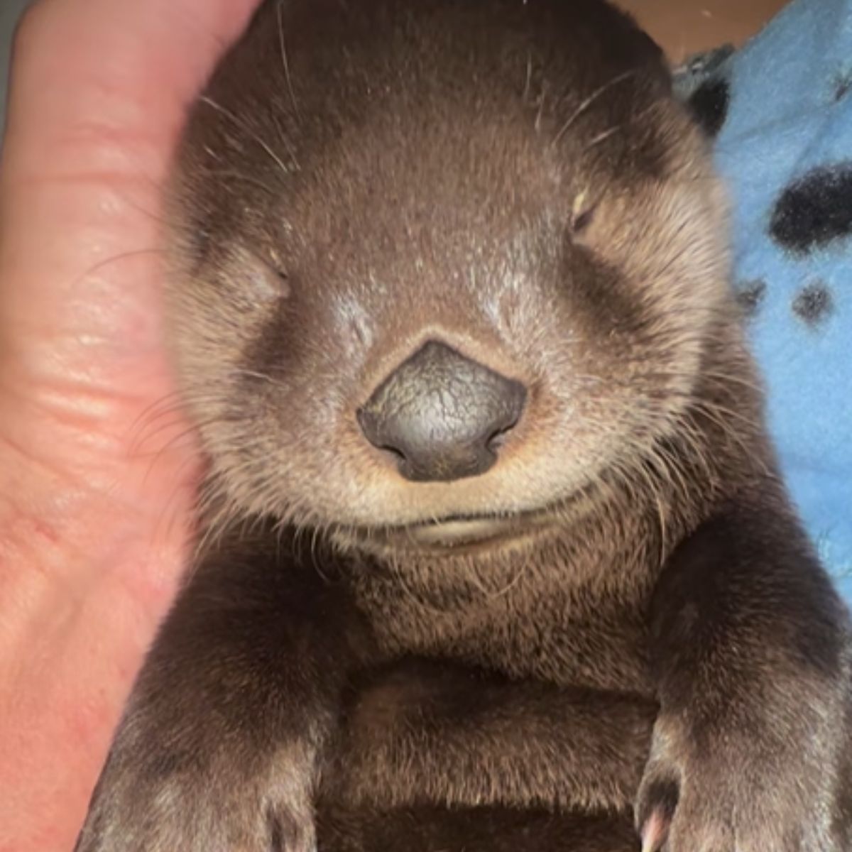 baby otter