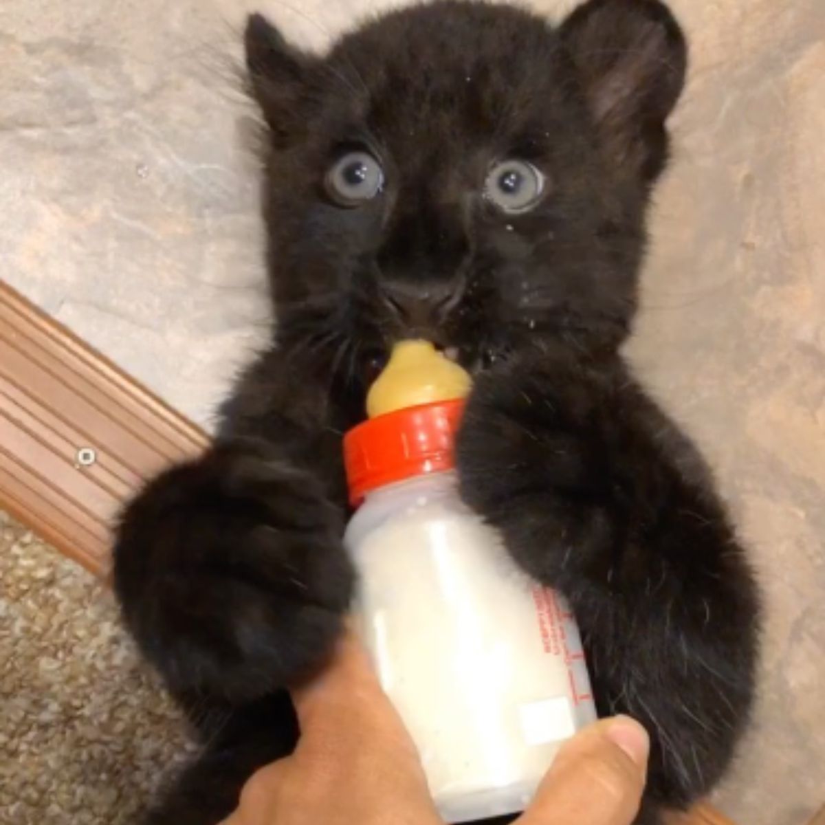 baby panther drinks milk