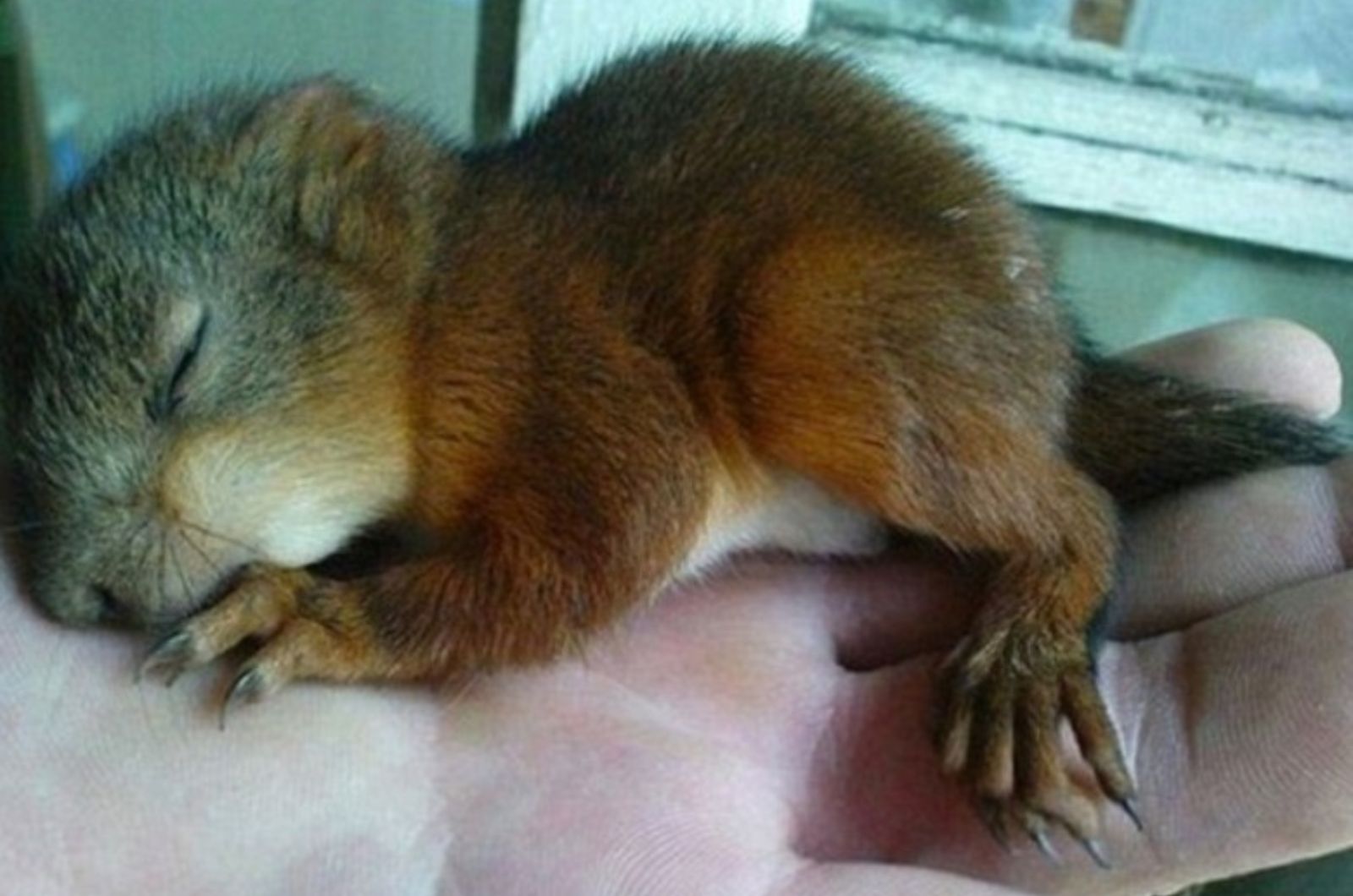 baby squirrel