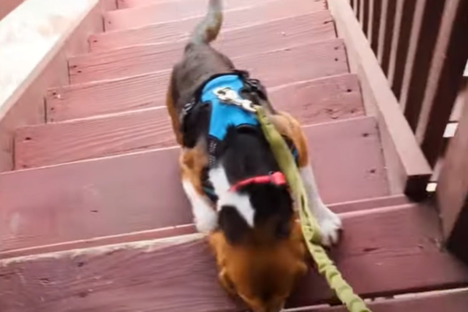 beagle climbing on stairs