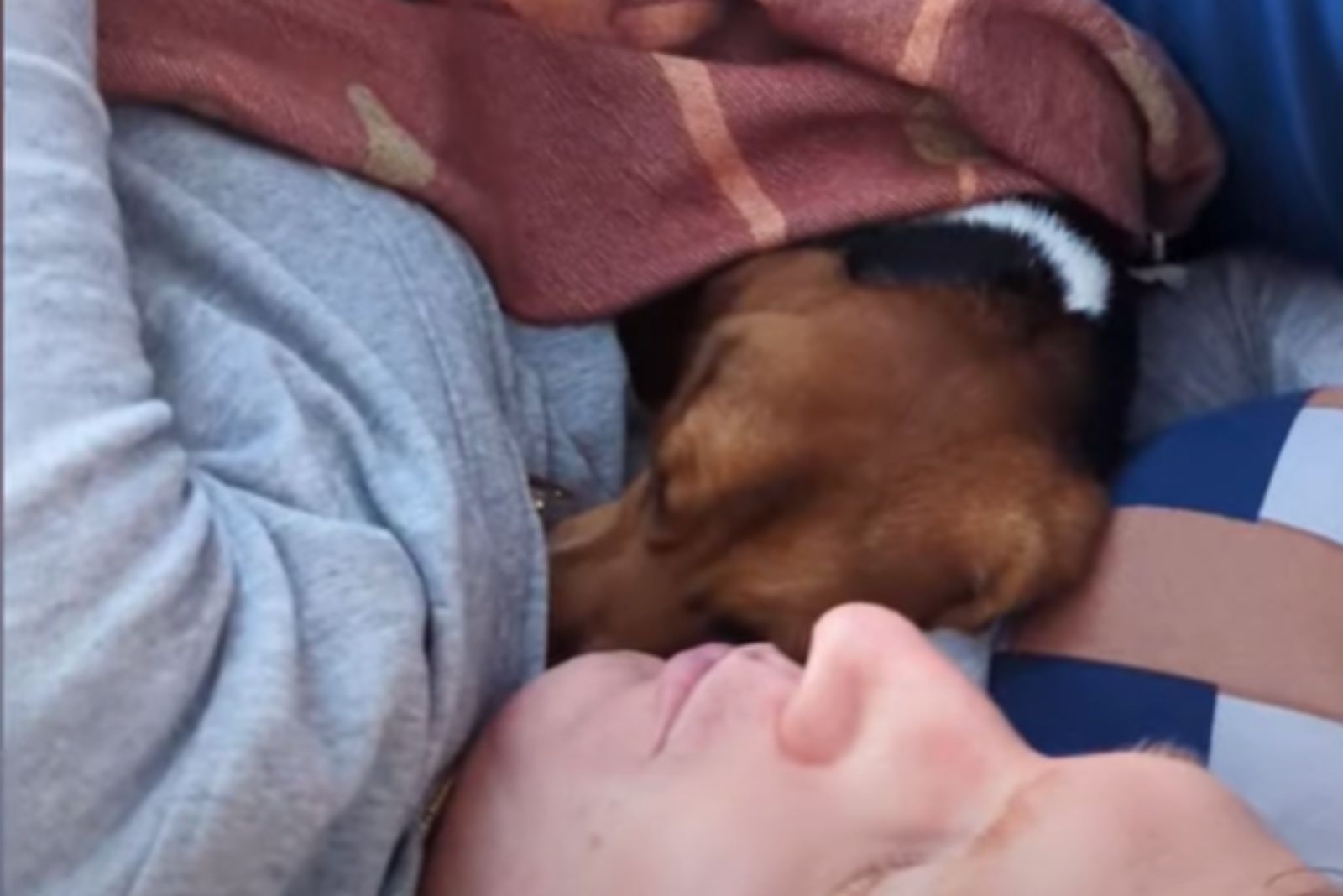 beagle cuddling with owner