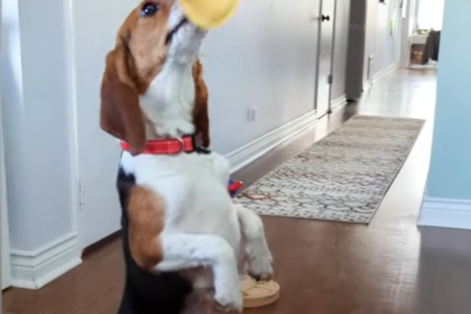 beagle indoors