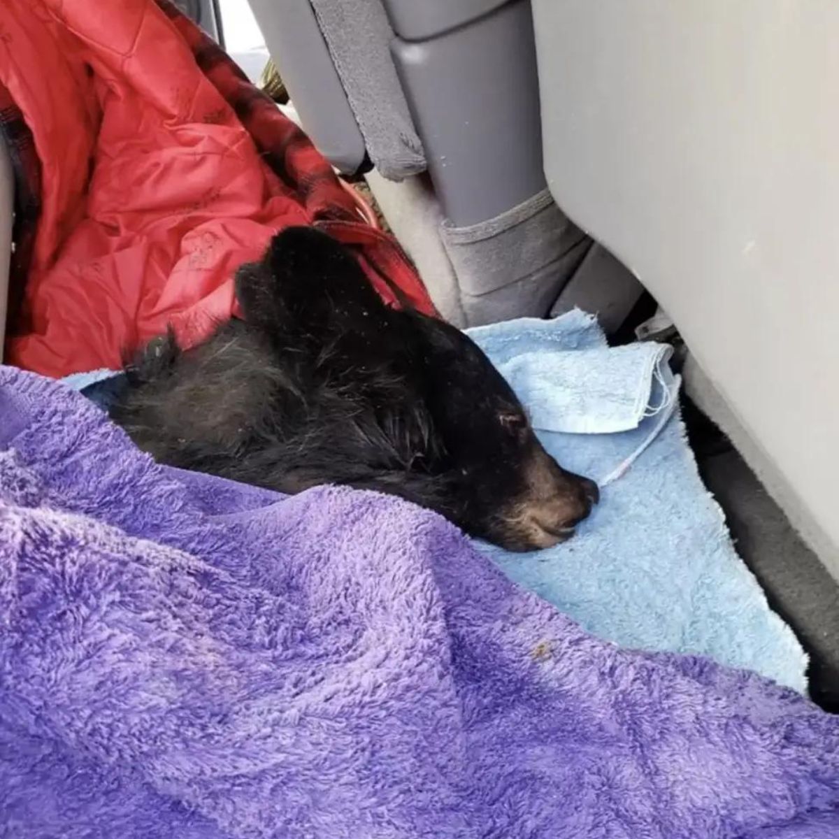 bear cub covered with a blanket