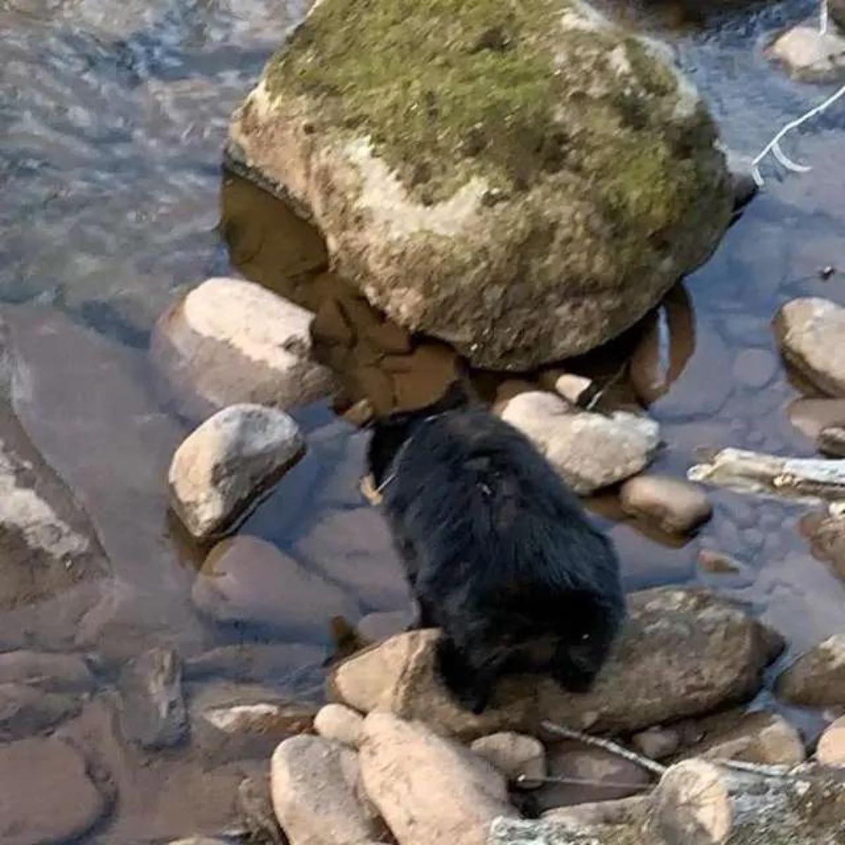 bear cub in a river