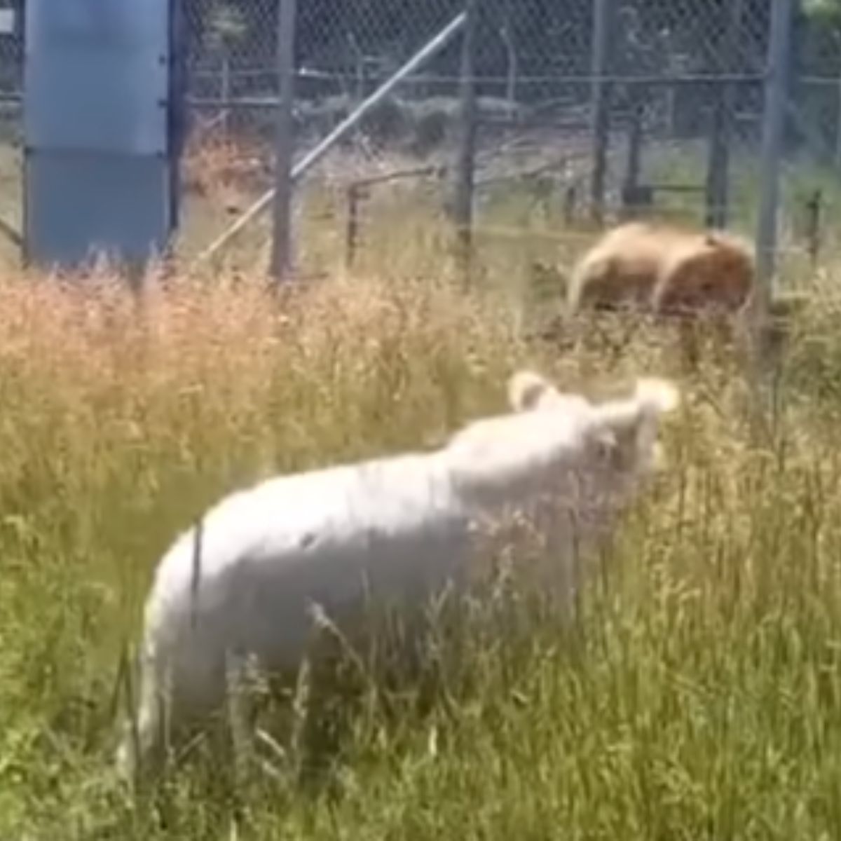 bear in zoo