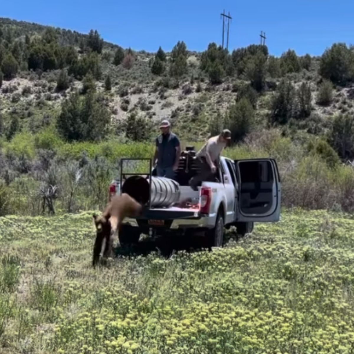 bear jumping off the truck