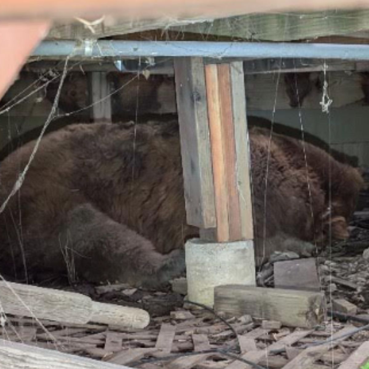 bear lying under the house