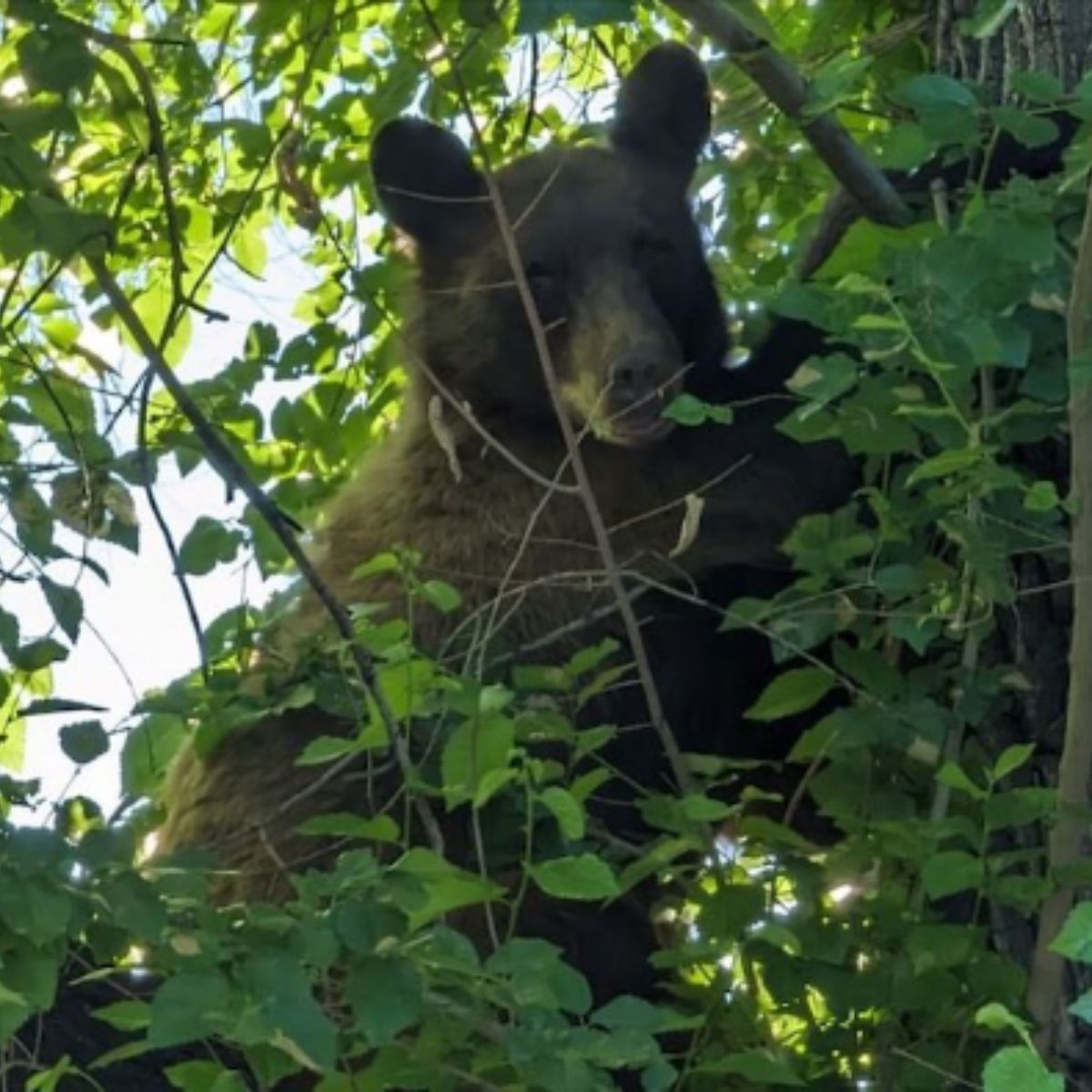 bear on a tree