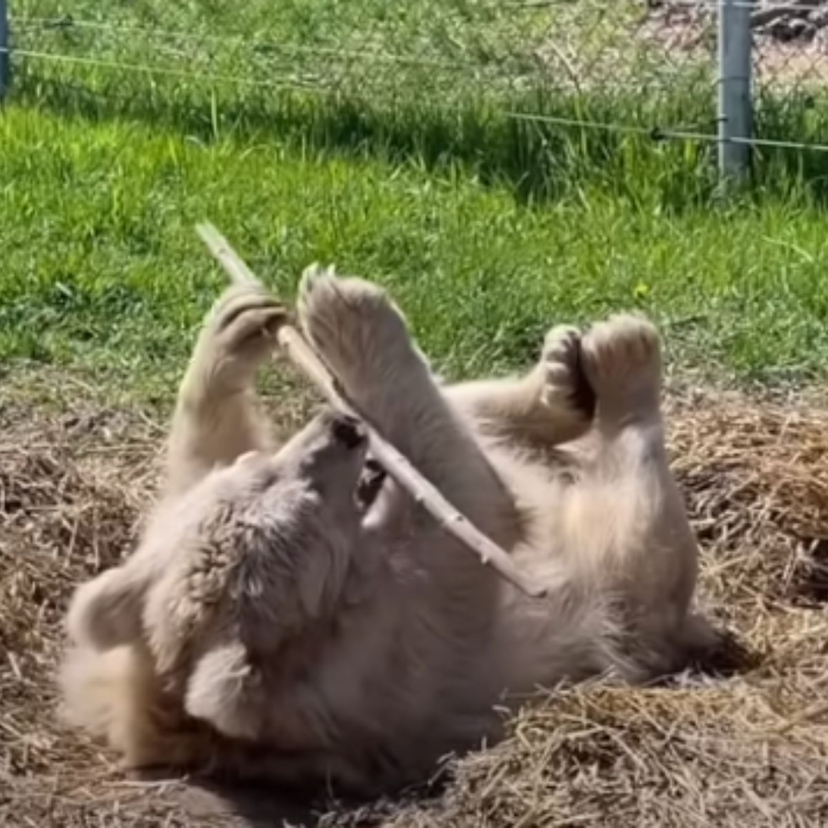 bear playing with stick