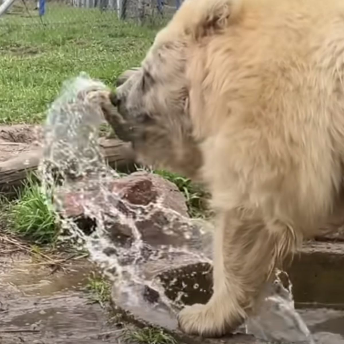 bear playing with water