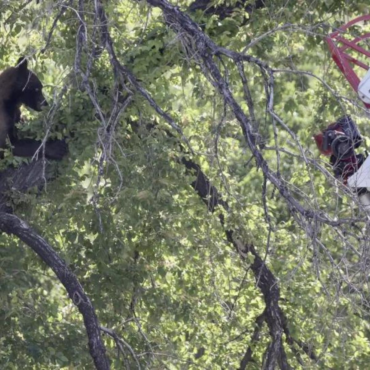 bear stuck on a tree