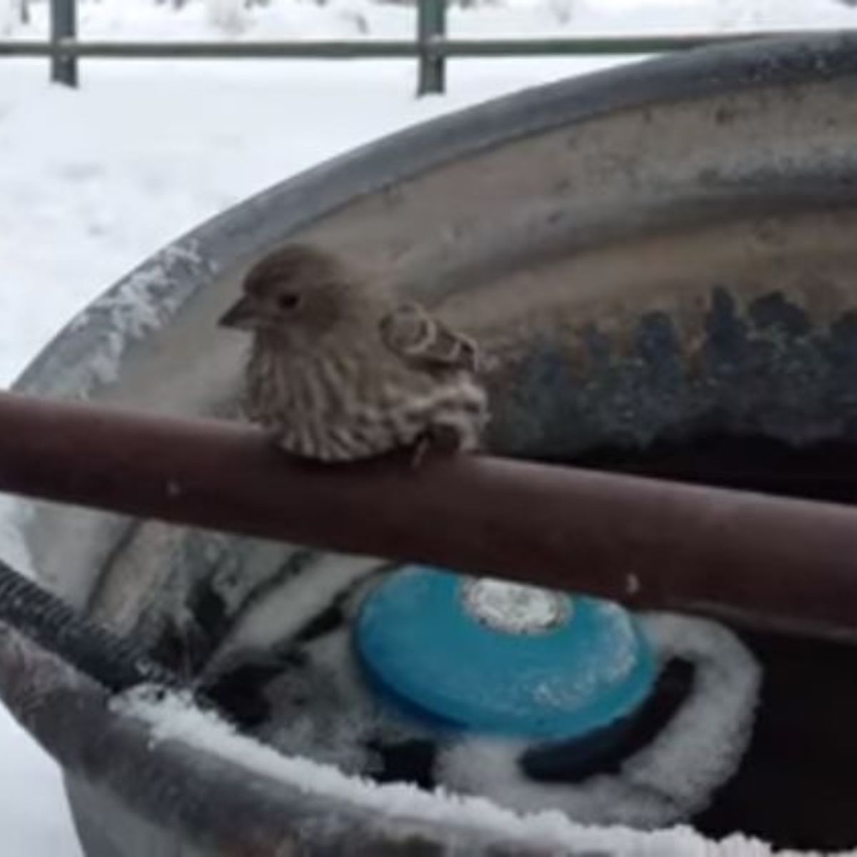 bird on frozen pipe