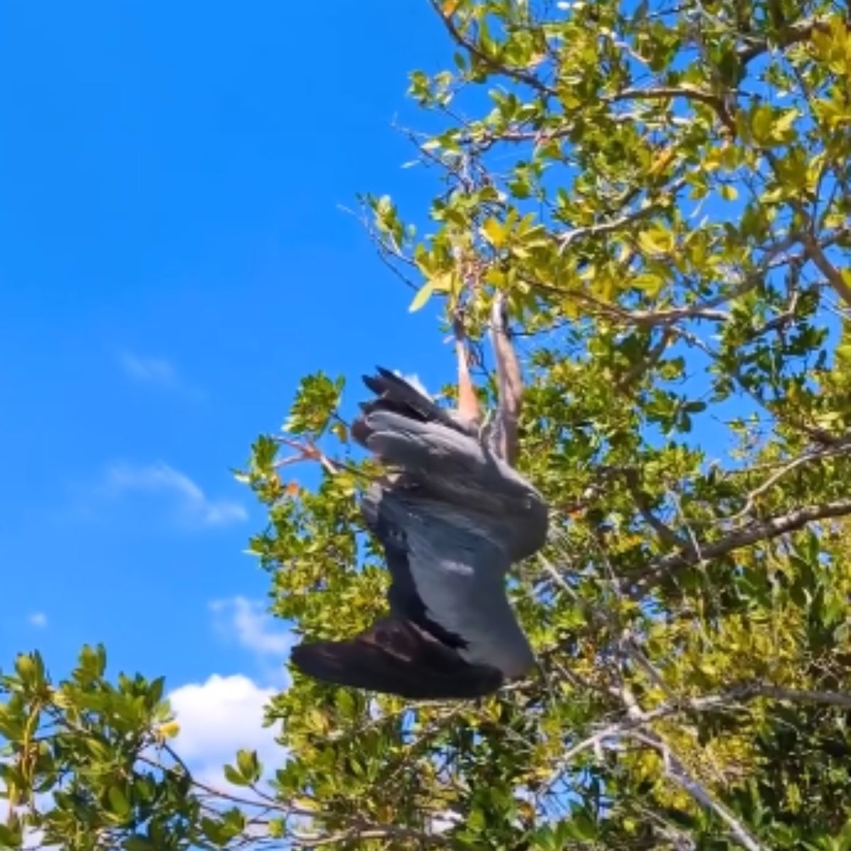 bird stuck on a tree