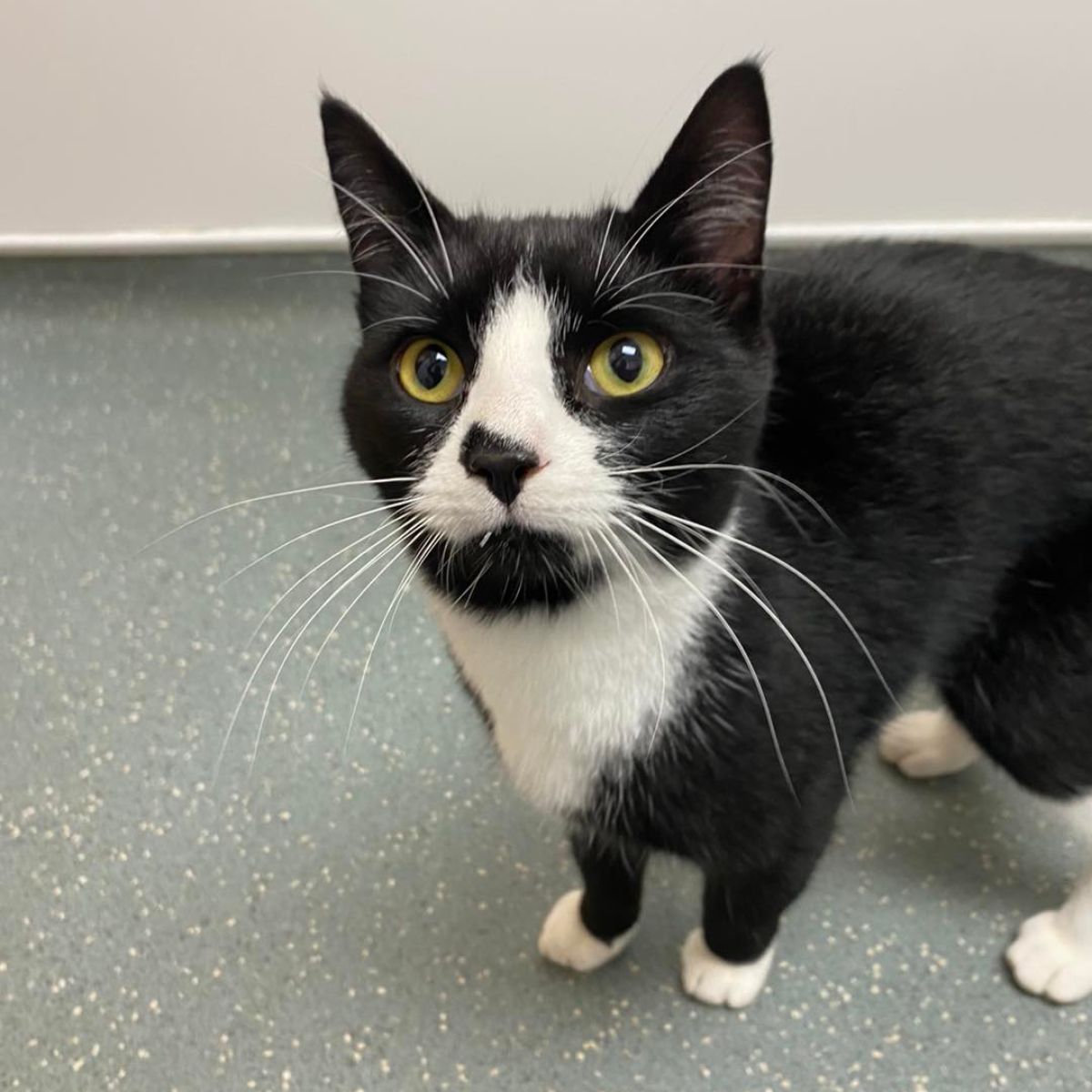 black and white cat