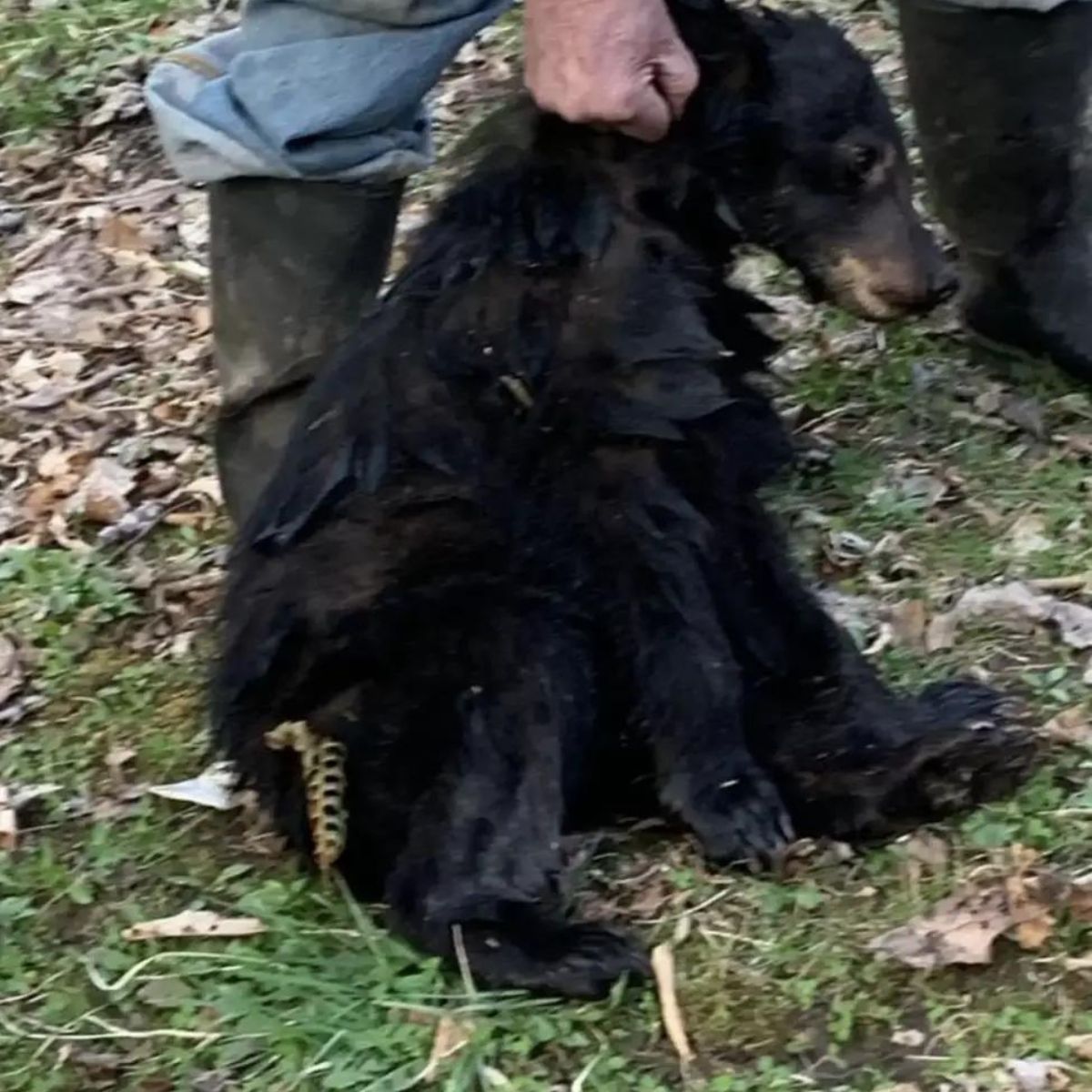 black bear cub