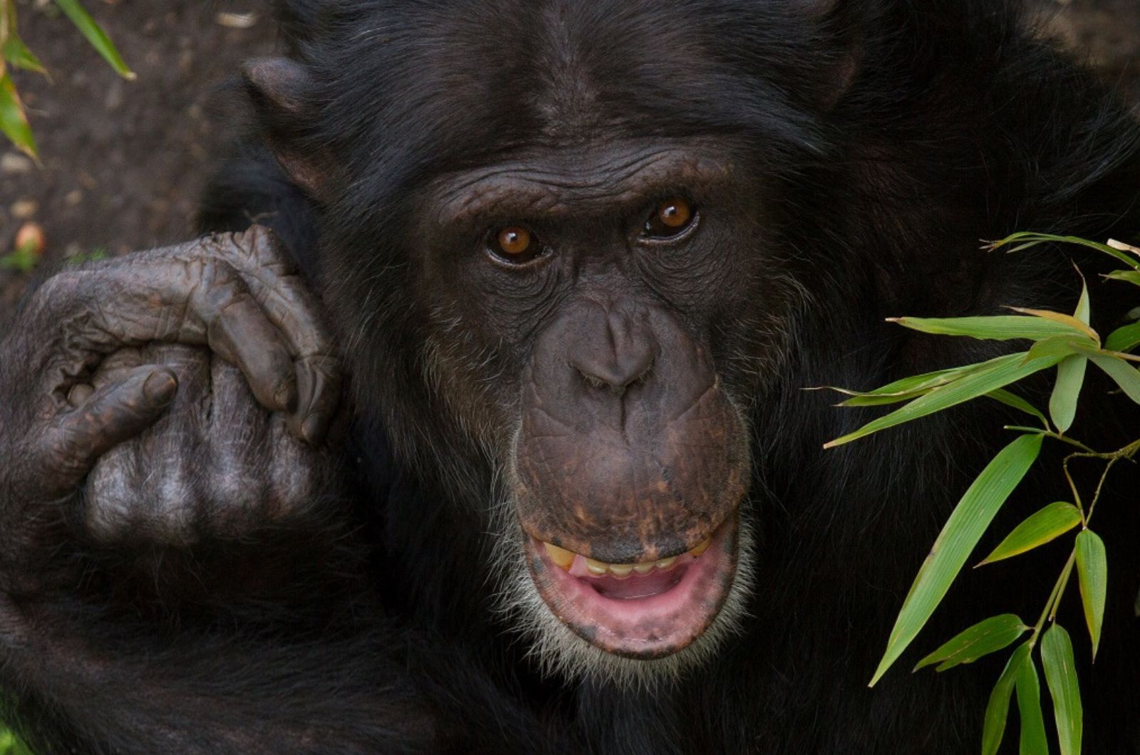 black chimpanzee