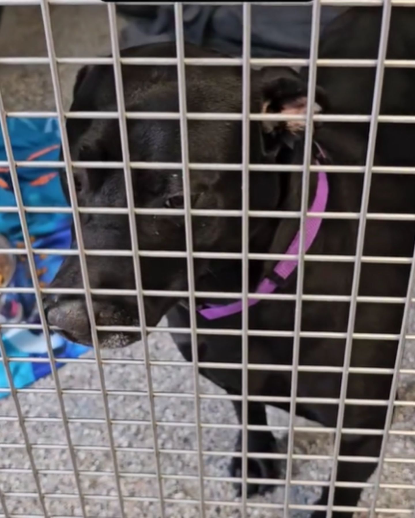 black dog in cage