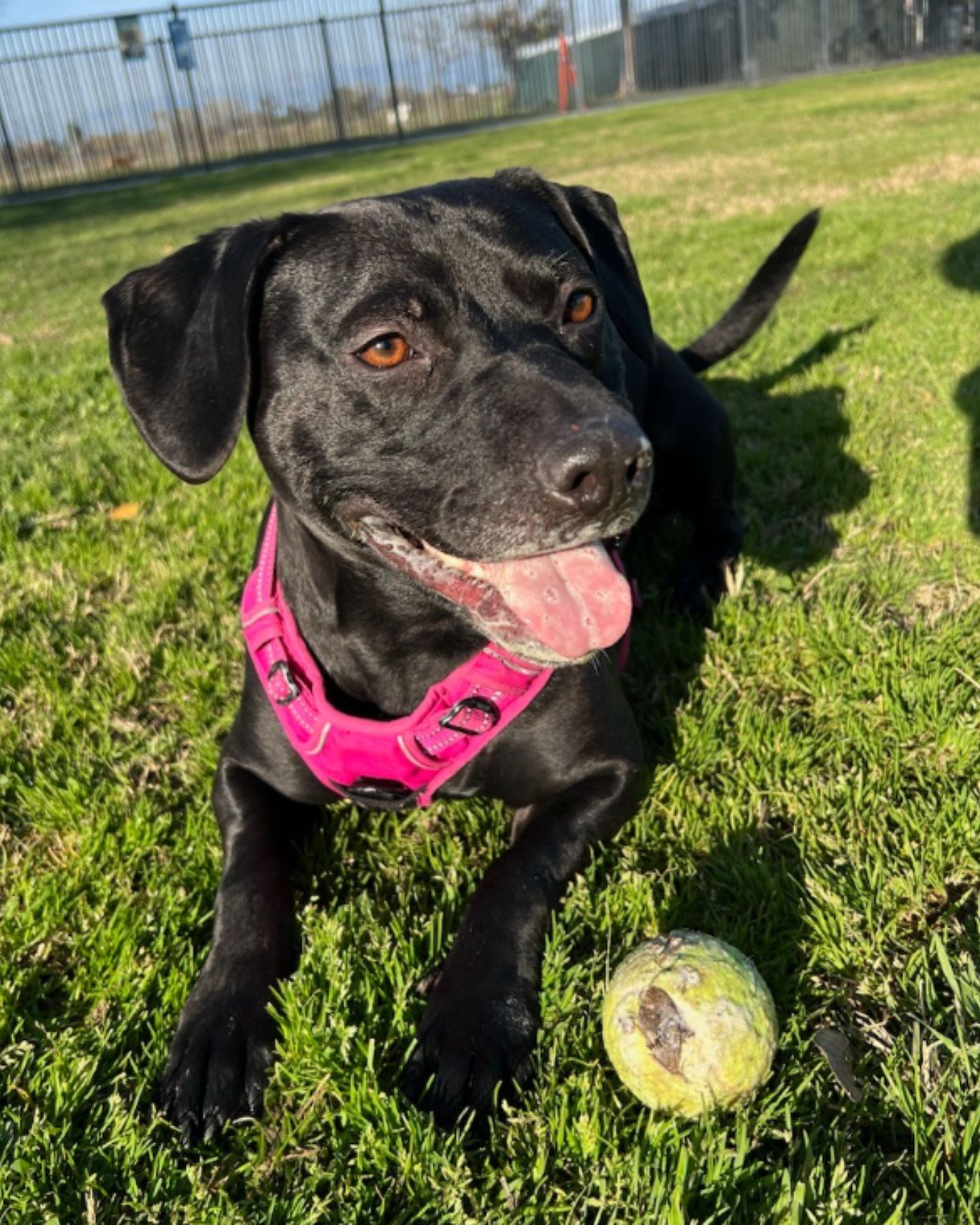 black dog on the grass