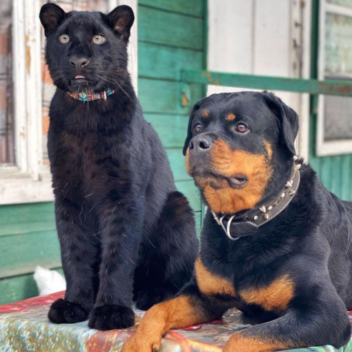 black panther and rottweiler