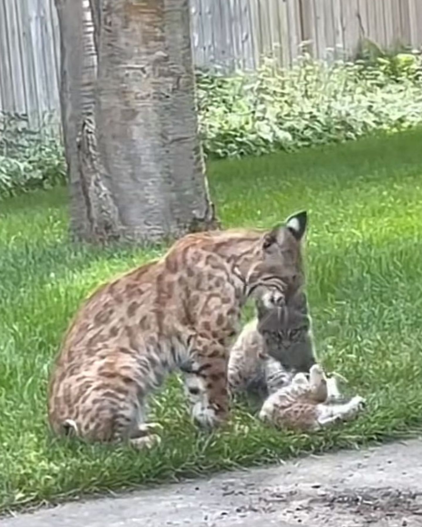 bobcat family in yard