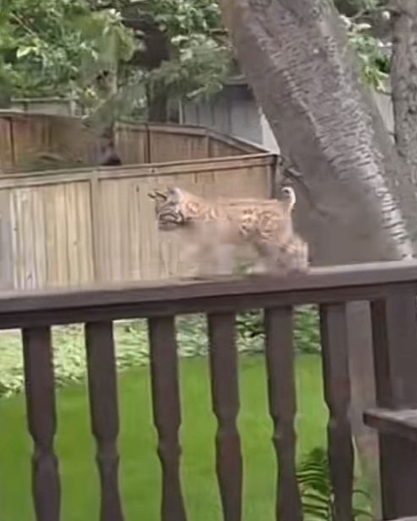 bobcat kitten on the fence