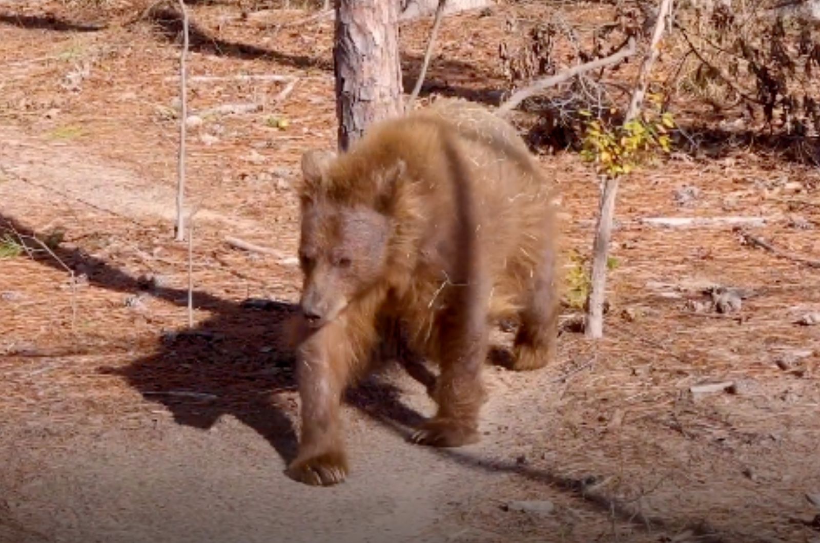 brown bear