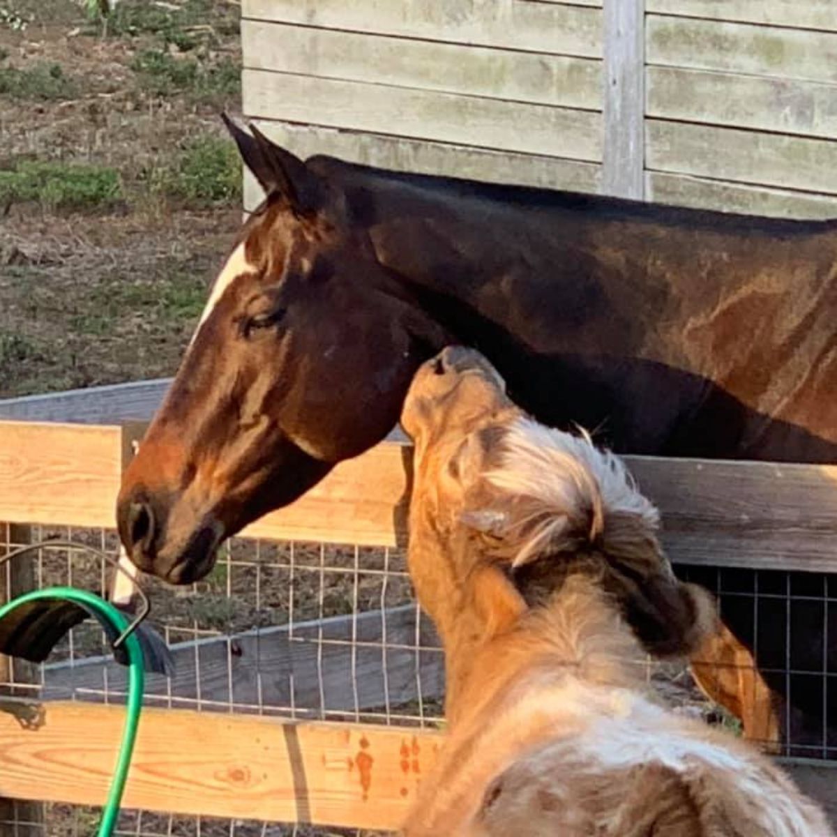 bull kissing a horse