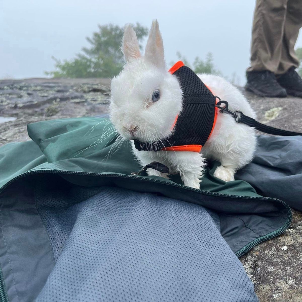 bunny hiking