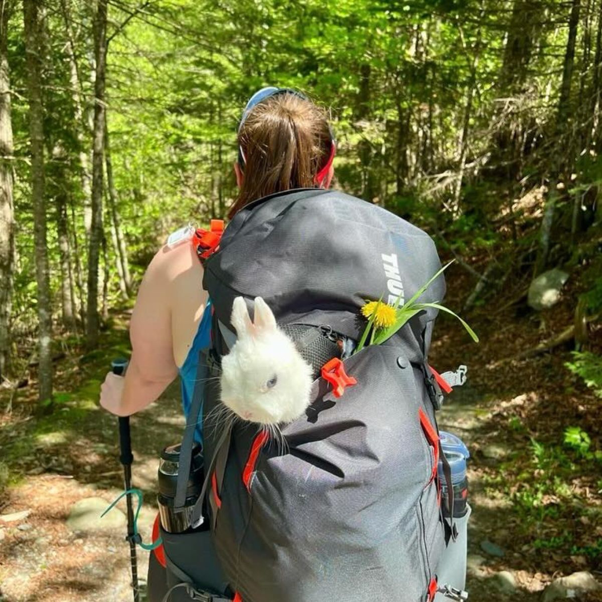 bunny in a hiking backpak