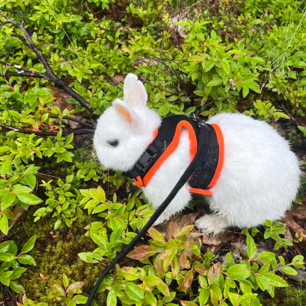 bunny on a leash