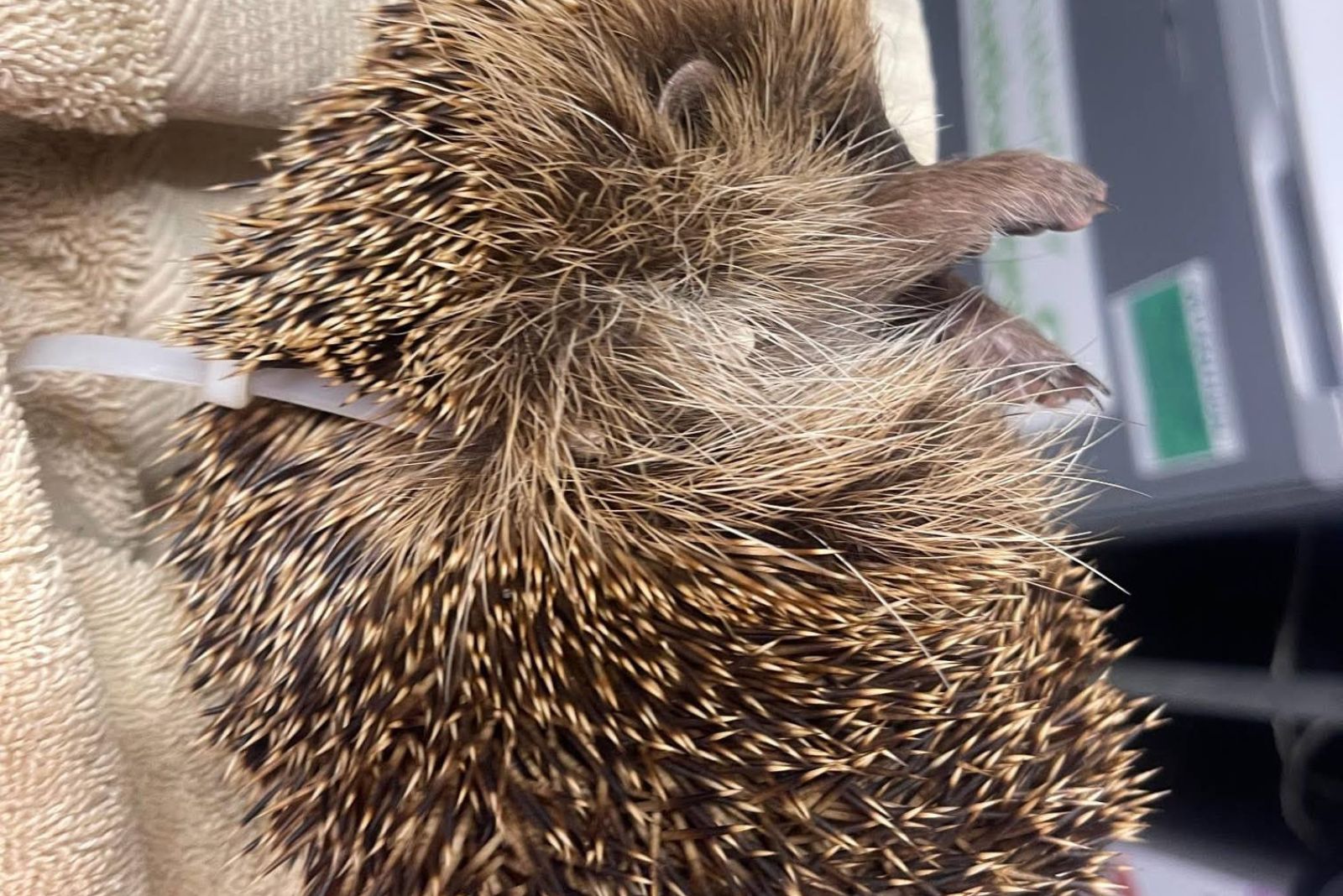 cable tie on hedgehog