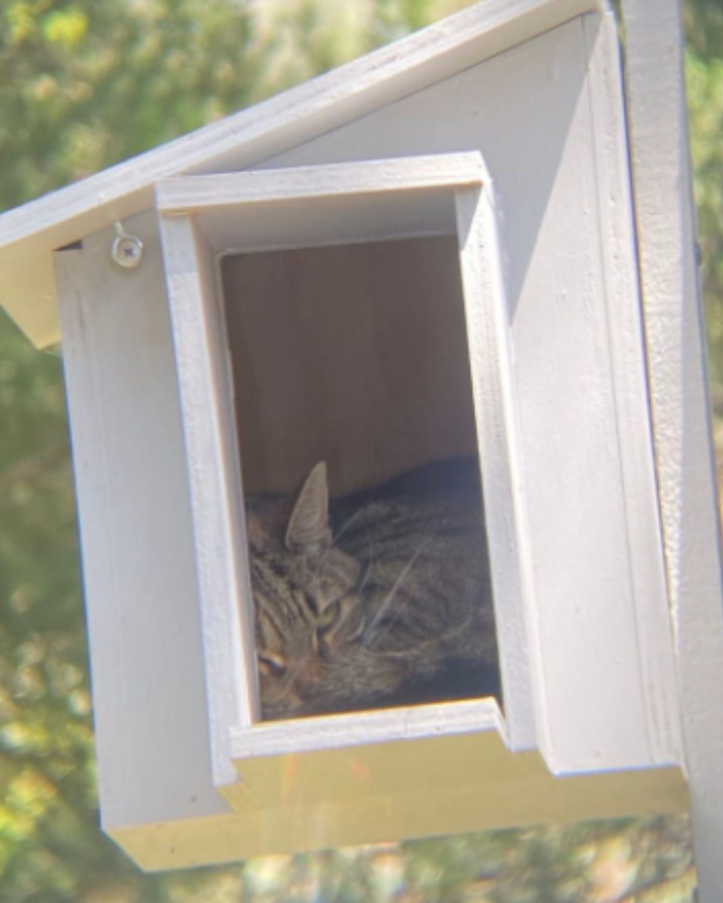 cat lying in an owl house