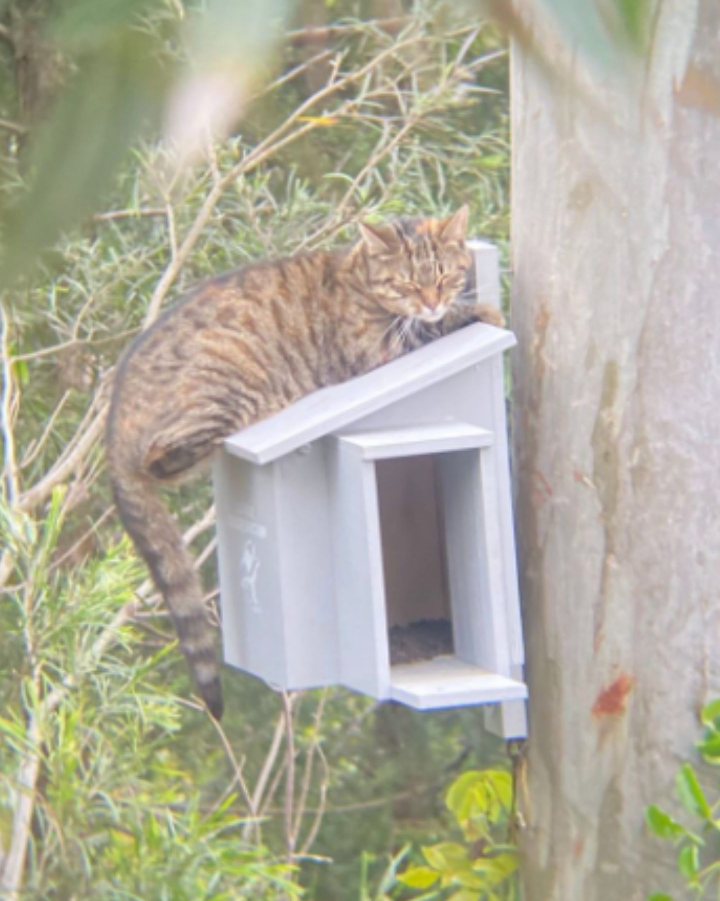 cat on the tree house