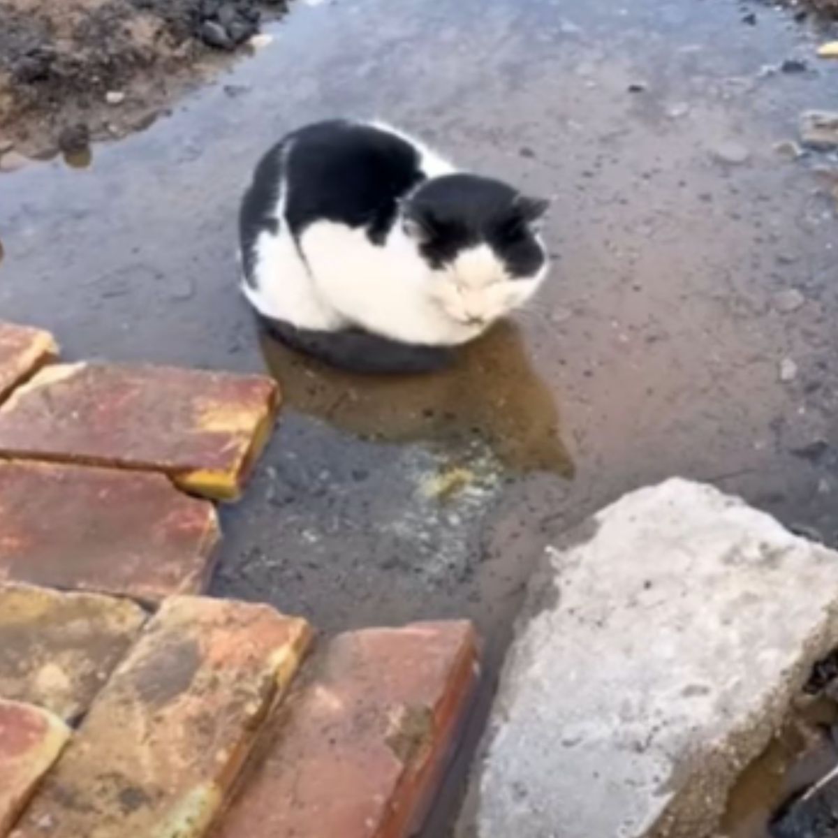 cat sitting outdoor