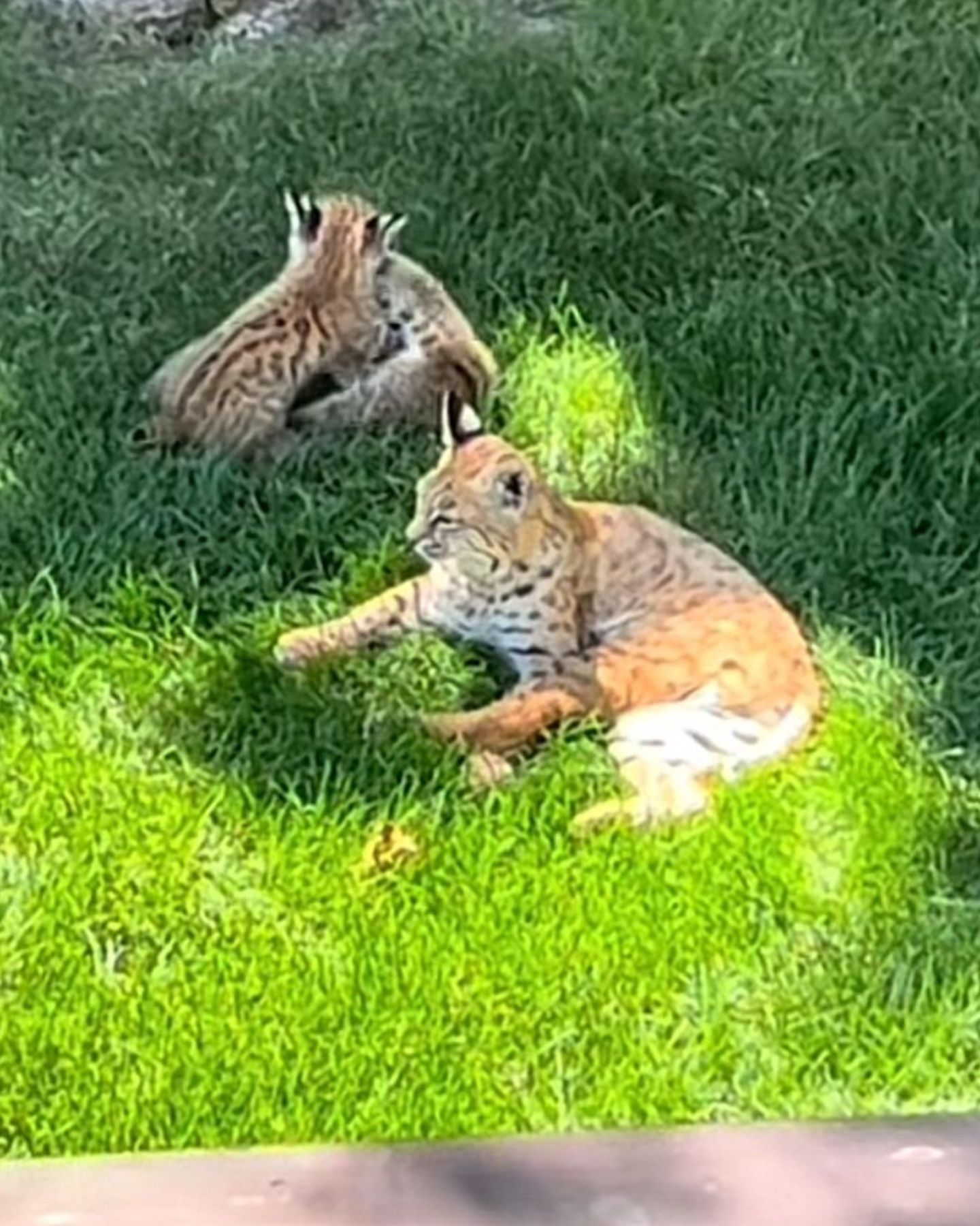 cats in the grass