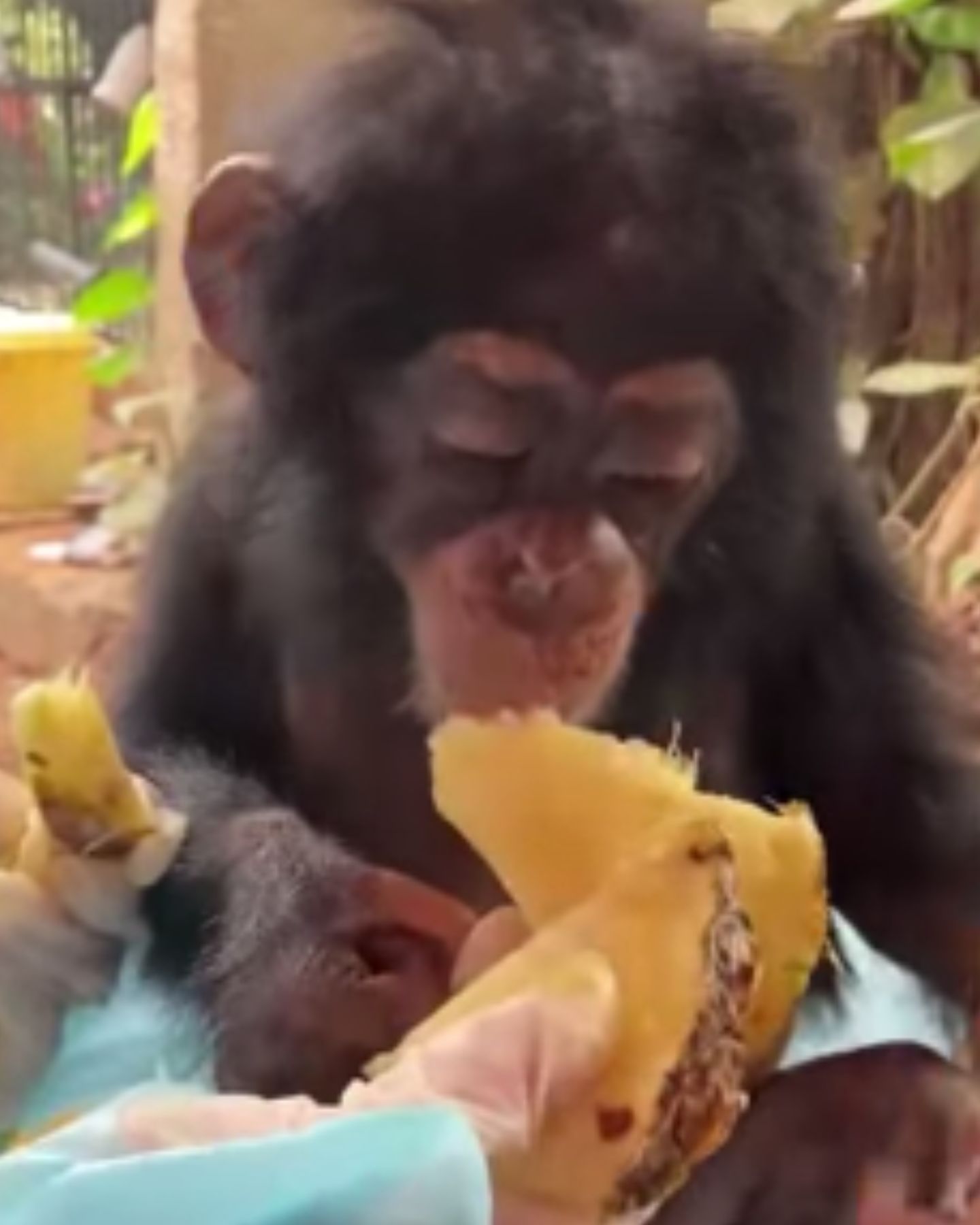 chimp eating