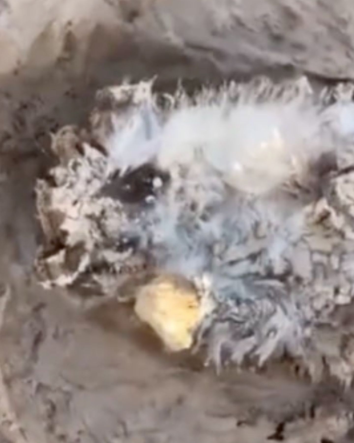 close-up photo of hedgehog stuck in mud